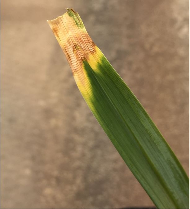 Damage to daylily